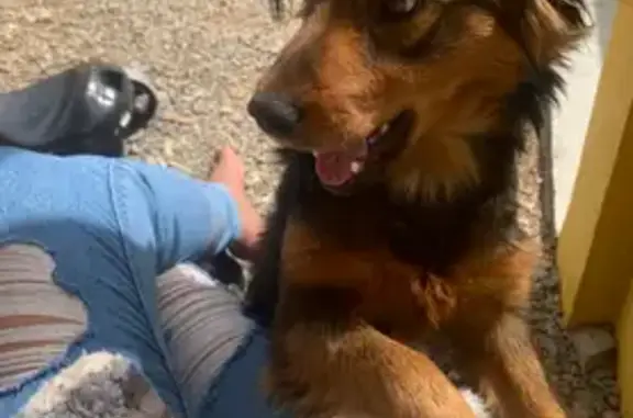 cachorro desaparecida