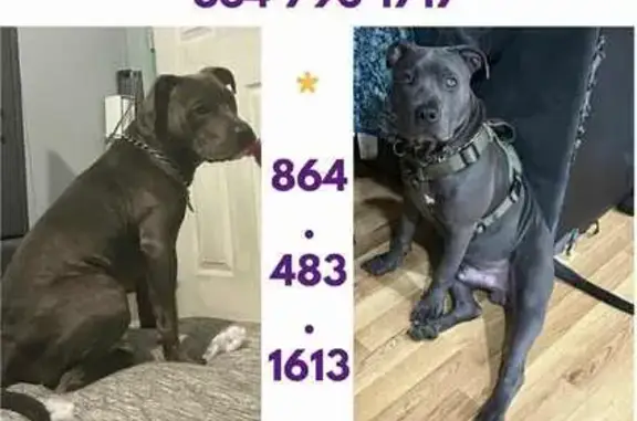 Lost Dog: Gray with Green Harness