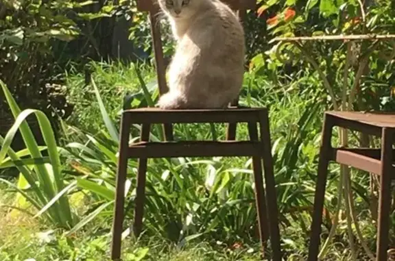Chatte perdue, pelage crème yeux bleus - photo