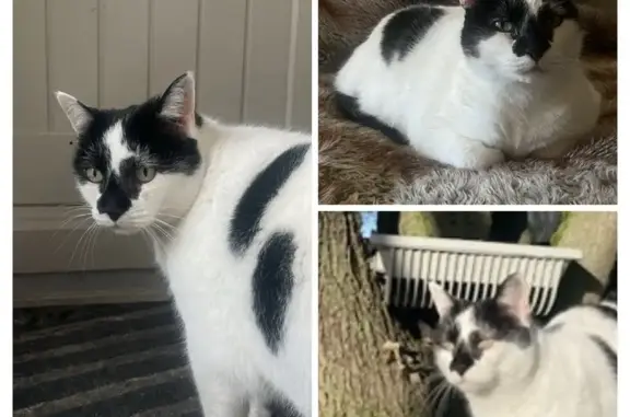 Chatte perdue, blanche/noire, yeux verts - photo