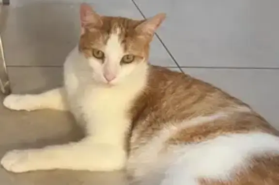 Lost Cat: Striped Tail, Tattooed Ear