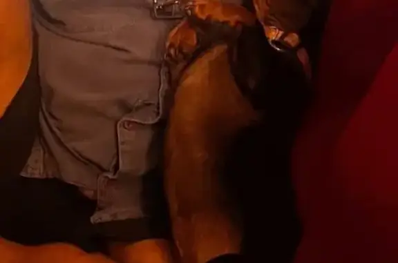 Lost Dog: Help Find Trixi in Strathpine!