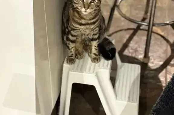 Missing cat Hornsby Shire, photo: Lost Tabby: Friendly, Microchipped in Hornsby