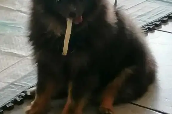 Petite chienne tan perdue à Orliénas - photo