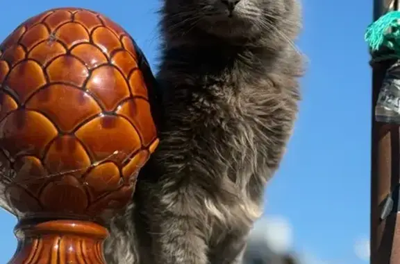 Gatos perdidos, Jerez de la Frontera, foto: Gato Perdido en Jerez: Luis, Gris y Peludo