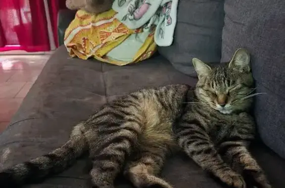 Chat perdu, Châteauneuf-les-Martigues, photo: Chat perdu à Châteauneuf-les-Martigues