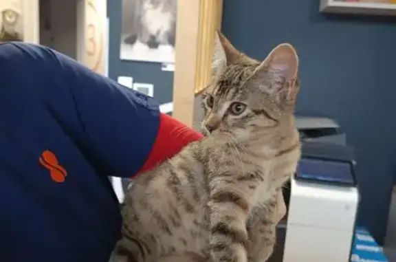 Animaux trouvés Couzeix, photo: Jeune chatte sociable trouvée à Couzeix