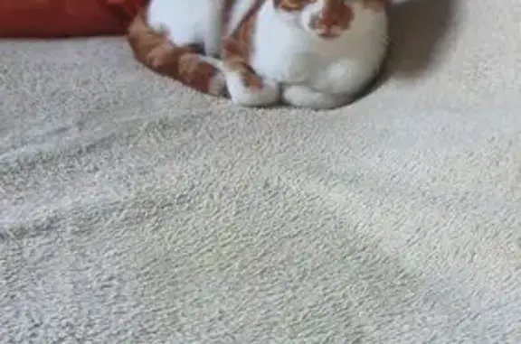 Chat roux et blanc perdu à Cadillac - photo