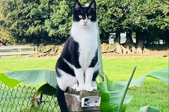 Chat noir et blanc perdu à Hautot-Saint-Sulpice - photo