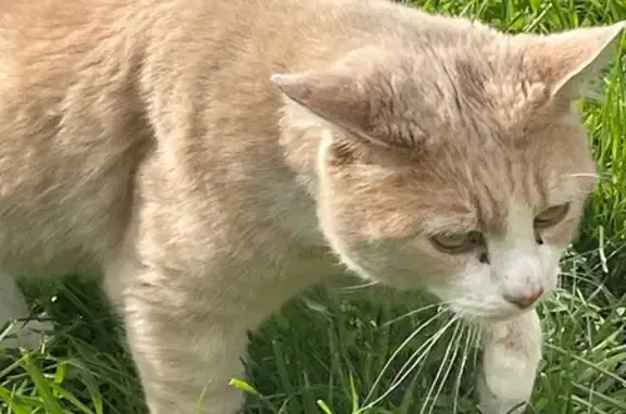 Animaux trouvés , photo: Chat mâle crème trouvé à Channat