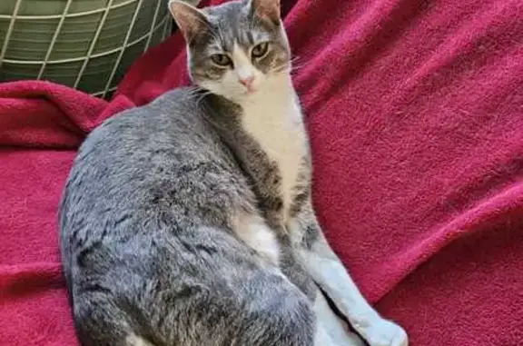 Chatte grise/blanche perdue à Fontet - photo