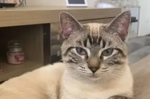 Animaux perdus Aniche, photo: Chat perdu : Zouzou, tigre beige yeux bleus