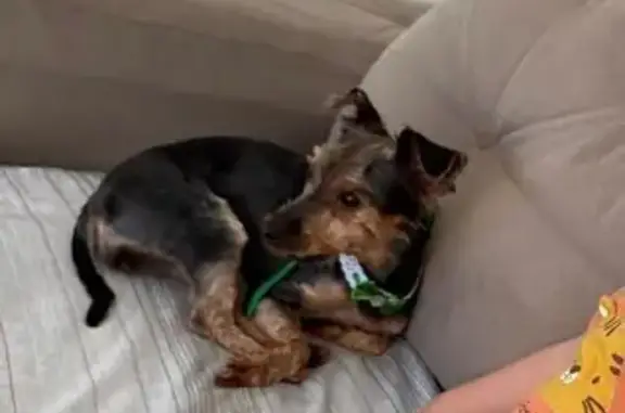 cachorro desaparecida
