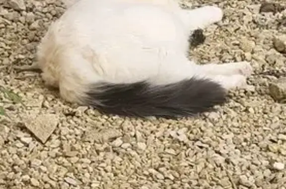 Chat perdu à Til-Châtel : Rio, craintif et pucé - photo