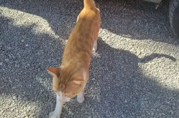 Gato Manso Hallado: San José,...