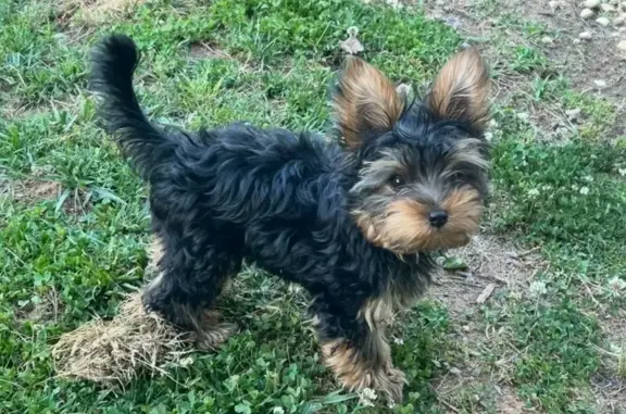 Lost Yorkie: 'Batman' in Rockwell Area