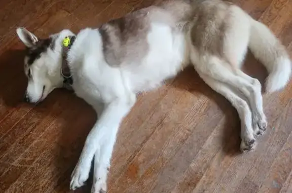 Lost Husky: Tana Missing in Mequon