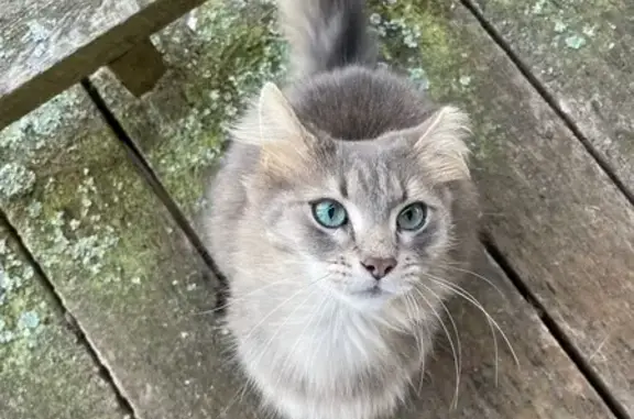 Missing: Grey Cat w/ Half Tail & Ear
