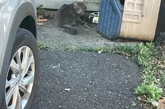 Found: Fluffy Silver Tabby on...