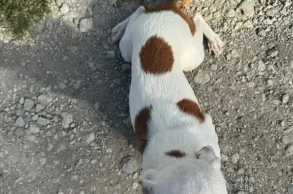 Lost pets Council Bluffs, photo: Lost Dog: Small White & Brown, Pink Collar