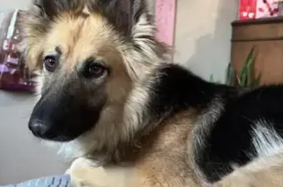 Help Find Akira: Missing German Shepherd