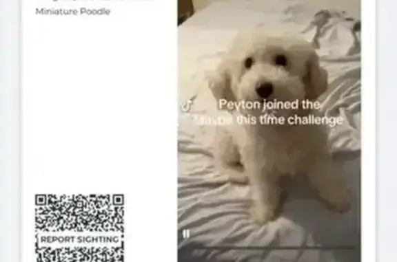 Lost White Dog Peyton on Rockville Pike