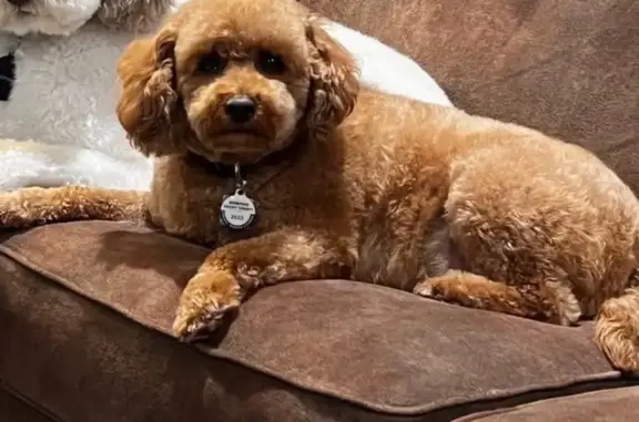 Lost Mini Goldendoodle in Memphis