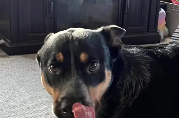 Lost Dog on Perry Rd: Black & Tan w/ Blue Collar
