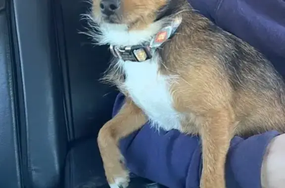 Lost Dog Allie: Brown, White Paws, Searcy