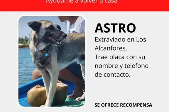 Animales perdidos San Cristobal de las Casas, foto: Perro Amigable Perdido en San Cristóbal