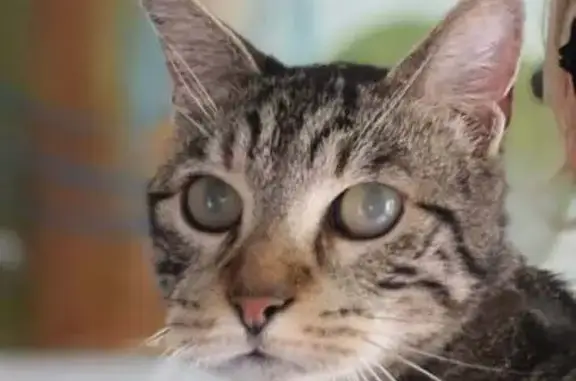 Animaux perdus Ambérieux-en-Dombes, photo: Chat Mâle Tigré Gris Perdu à Ambérieux