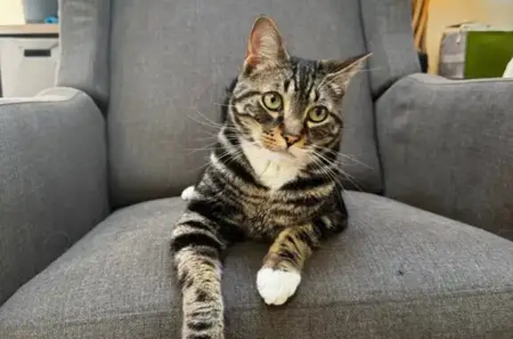 Lost Tabby Cat: Brown with White Socks