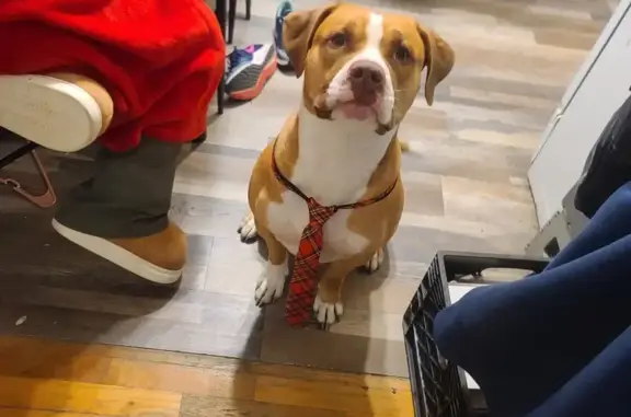 Lost Pitbull: Brown & White, Flint Area