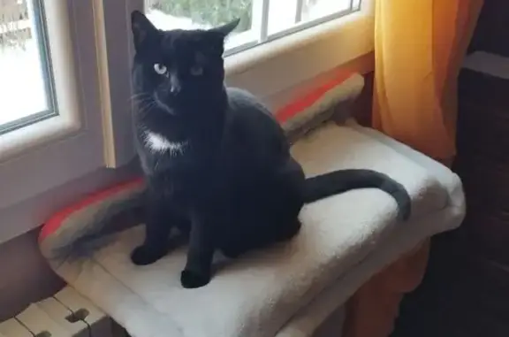 Chat perdu, Le Russey, photo: Chat noir Oscar perdu au Russey