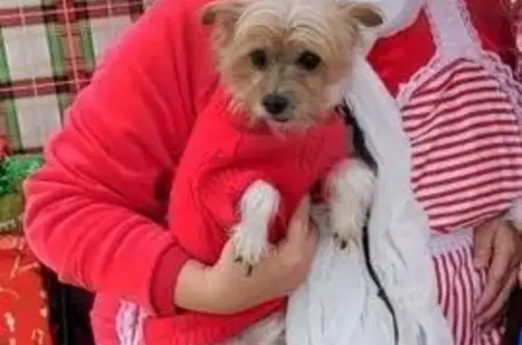 Lost pets Duncanville, photo: Friendly Lost Dog: East Mona Ave, 314