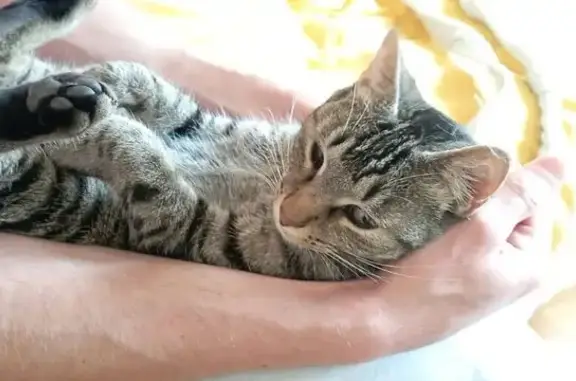 Chat tigré perdu à Vimines - photo