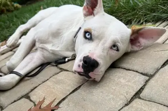 Missing dog Columbus, photo: Lost Pitbull Husky Mix on Fenway Rd