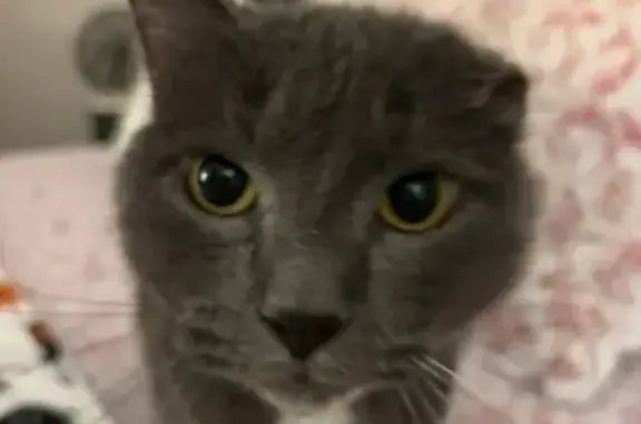 Lost Grey Cat: Covington, GA - Help Find!