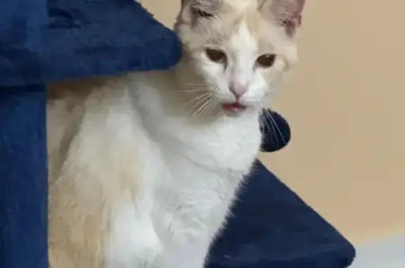 Missing cat Somers, photo: Help Find Xena: Cream Siamese Cat Lost