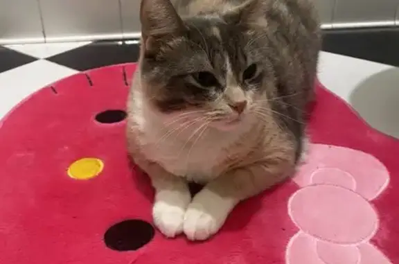 Lost Cat Lavi: Dilute Calico in Grand Prairie