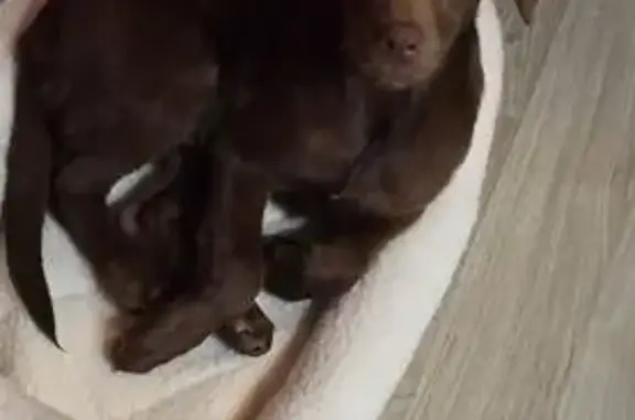 Missing 4-Month Chocolate Lab in Humble