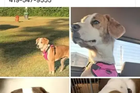 Lost Dog: Brown & White, Pink Harness