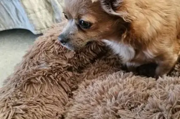 Chien trouvé Mazingarbe, photo: Chihuahua femelle trouvée à Mazingarbe