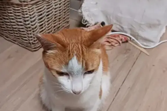 Chat perdu, 7 ans, tatouage oreille droite - photo