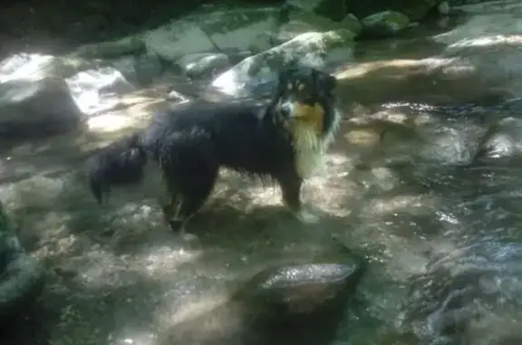 Chien perdu La Clusaz, photo : Chien perdu: Berger Australien noir et feu