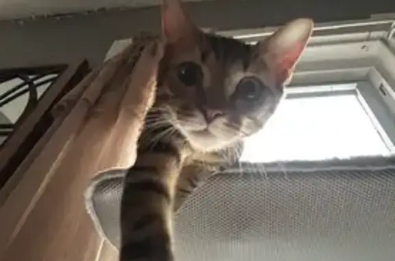 Lost Cat on Carlmark St, Quincy