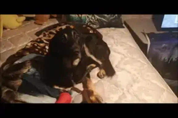 Lost Energetic Pup: Floppy-Eared Alert