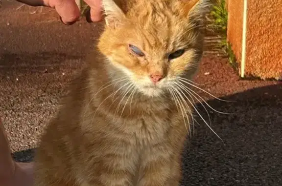 Animaux trouvés Cusset, photo: Chat roux trouvé, queue cassée, œil aveugle