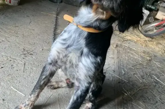 Animaux trouvés Bourgogne-Franche-Comté, photo: Chien tricolore trouvé à Charny Orée