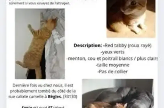 Chat perdu, Rue Calixte Camelle, Bègles - photo